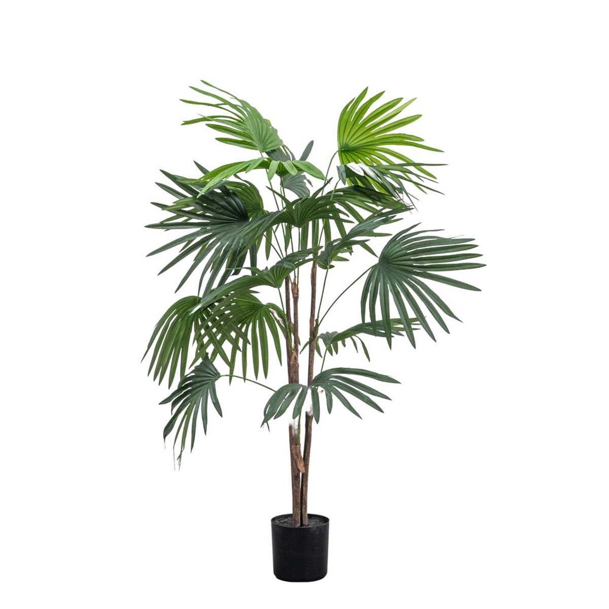 Chinese Fan Palm